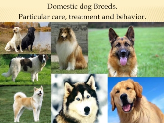 Domestic dog breeds. Particular care, treatment and behavior