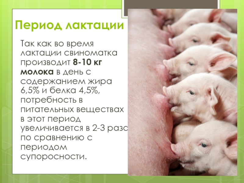Сколько опоросов у свиньи. Таблица опороса свиноматок. Лактационный период у свиней. Продолжительность лактационного периода у свиней.