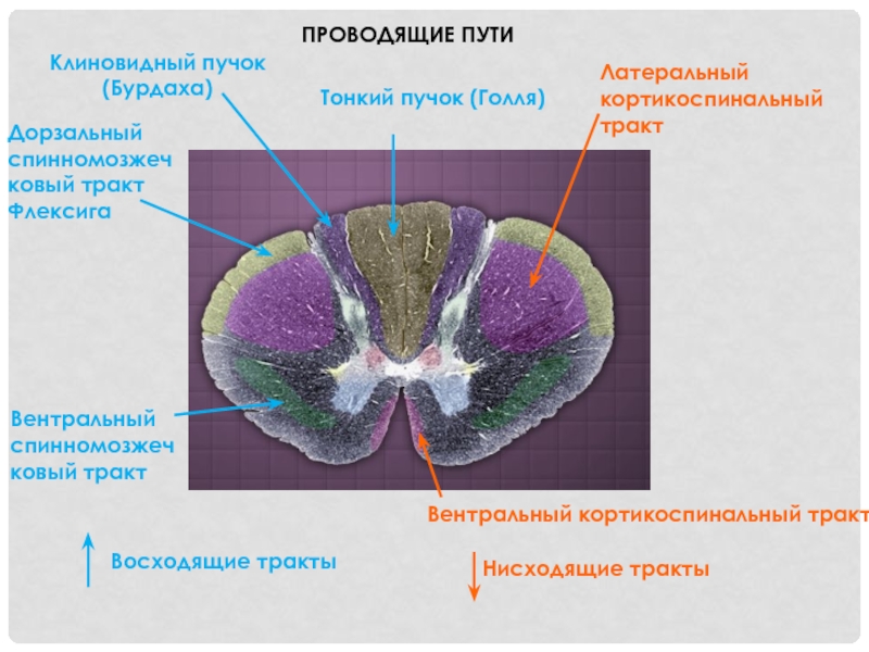 Пучок бурдаха и голля схема