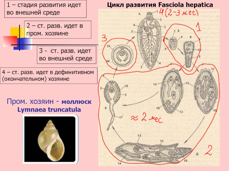 Моллюск печеночного сосальщика. Fasciola hepatica жизненный цикл. Стадии развития фасциолы. Фасциола цикл развития. Фасциола гепатика цикл развития.