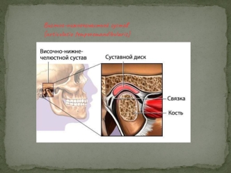 Височно-нижнечелюстной сустав
