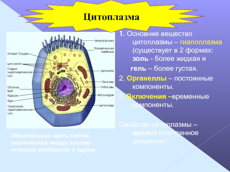 Особенности цитоплазмы. Строение клетки гиалоплазма. Циклоз цитоплазмы. Постоянные компоненты цитоплазмы.. Цитоплазма гиалоплазма и органеллы.