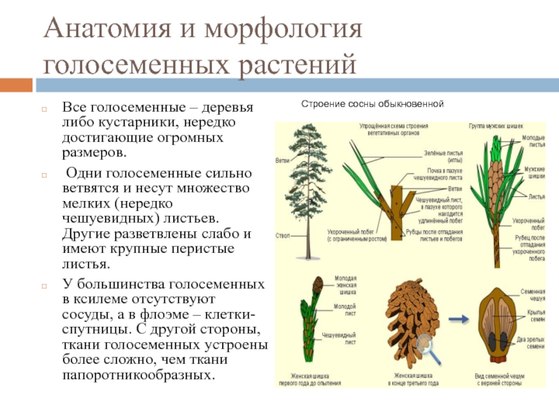 Строение голосеменных растений 7 класс