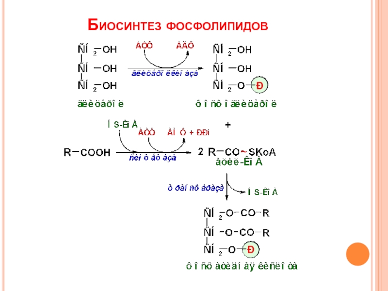 Схему синтеза триглицеридов и фосфатидов