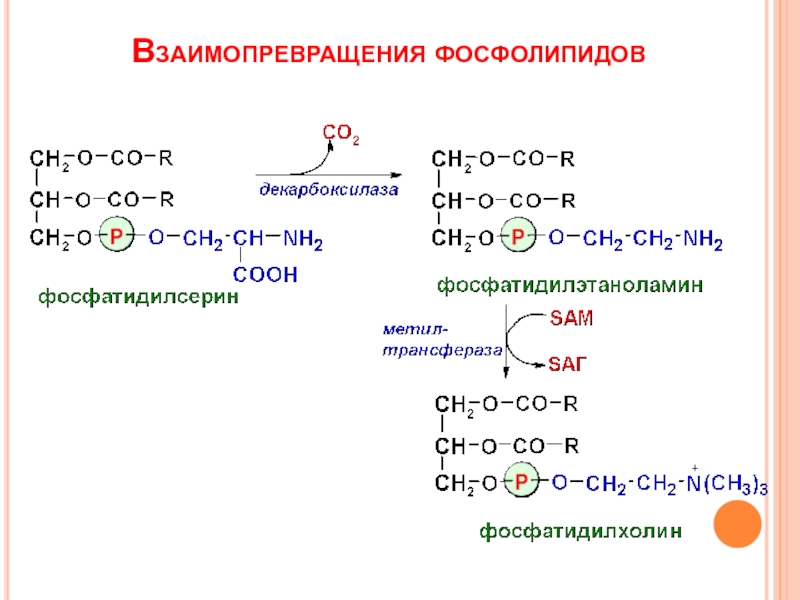 Схему синтеза триглицеридов и фосфатидов