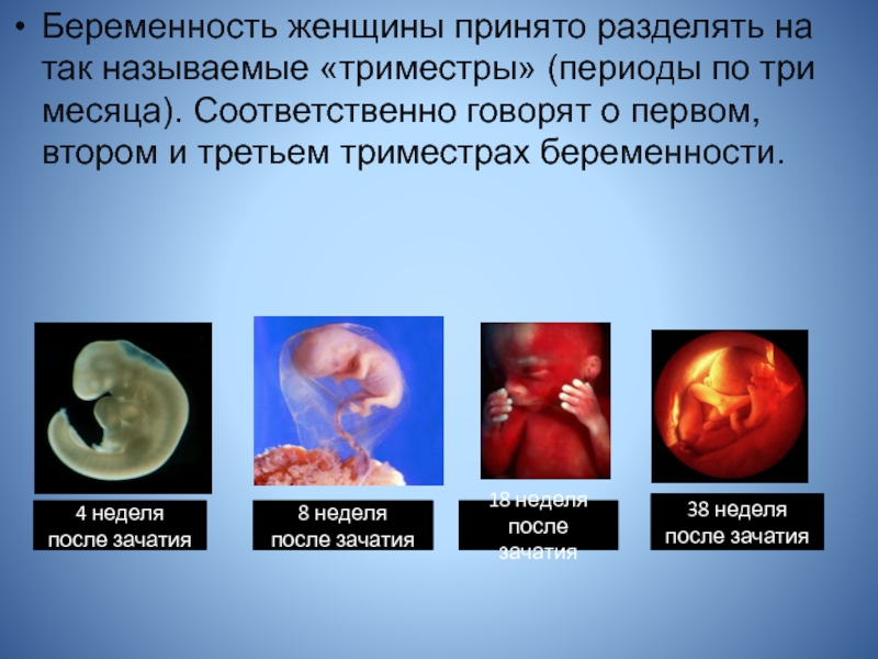 Картинки 4 недели беременности