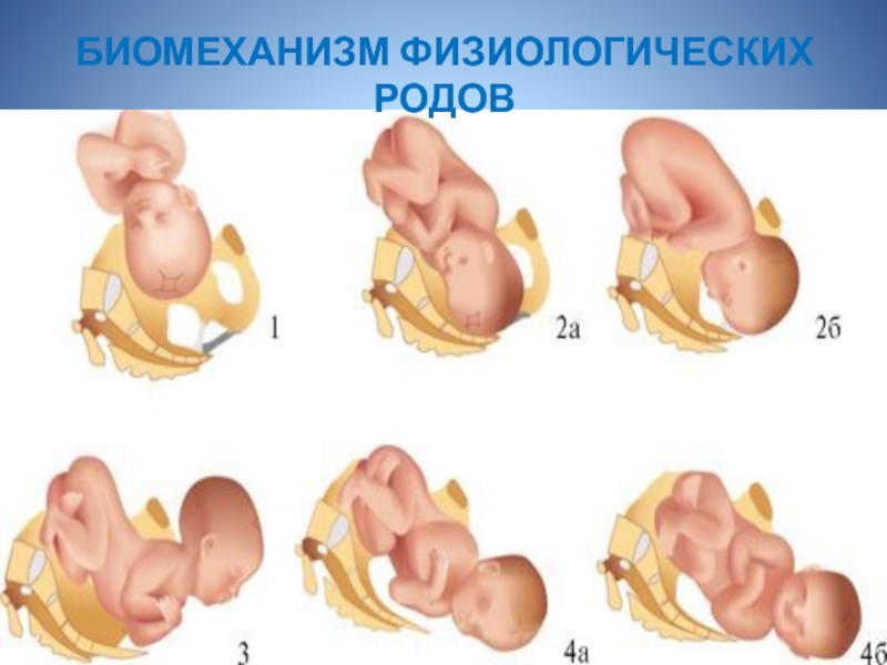 Этапы родов с картинками