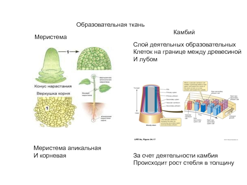 Апикальная меристема клетки. Образовательные ткани меристемы. Образовательная ткань растений меристема. Ткани растений образовательная ткань камбий. Ткани и клетки растений меристема.