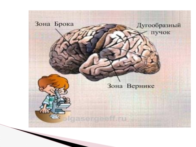 Презентация анатомо физиологические механизмы речи - 88 фото