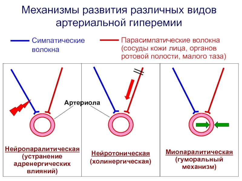 Виды гиперемии схема