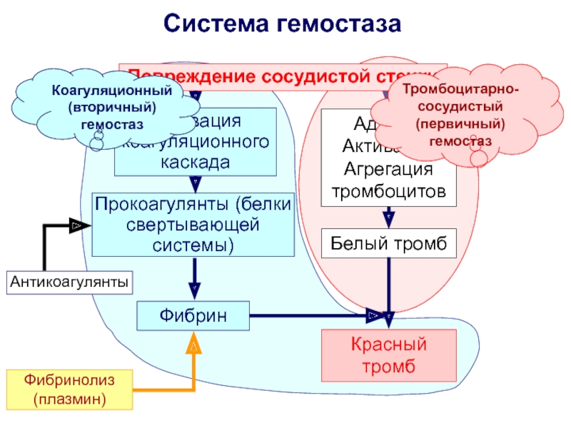 Схема плазменного гемостаза