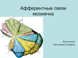 Афферентные связи мозжечка