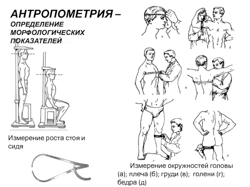 Схема структура антропометрии