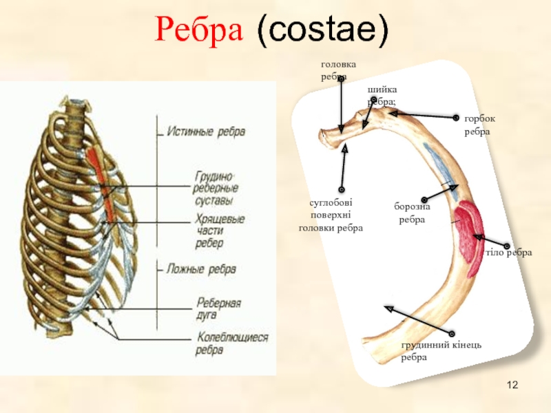 Нижние края ребер. Ребра анатомия человека строение. 12 Ребро строение. Строение 1 ребра. Ребра costae.