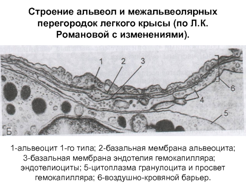 Схема строения аэрогематического барьера