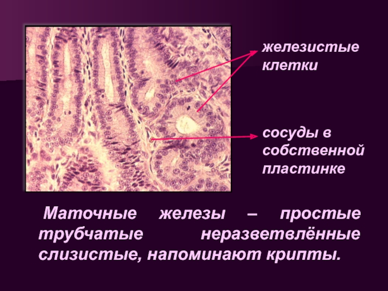 Группы железистых клеток
