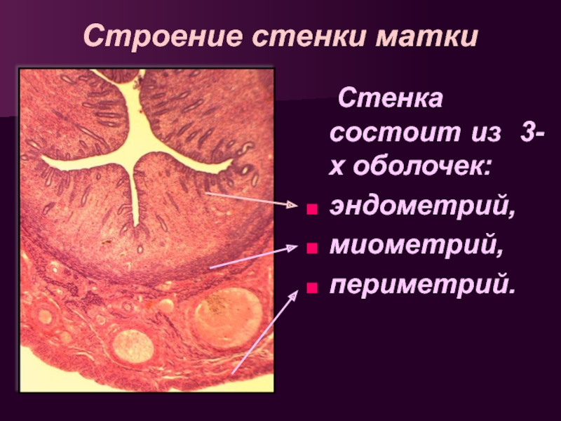 Эндометрия стенок матки. Слой матки эндометрий миометрий. Слои стенки матки анатомия. Строение мышечной оболочки матки. Строение мышечного слоя стенки матки.
