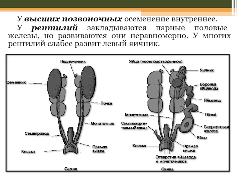 Презентация по биологии 8 класс половая система