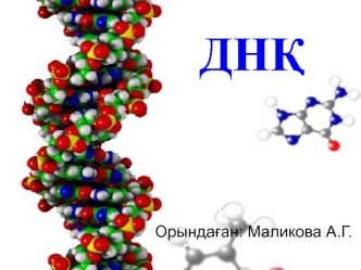 ДНҚ. Хромосомдар – жасуша ядросында ақпарат тасушылар, олар ДНҚ молекулаларынан тұрады