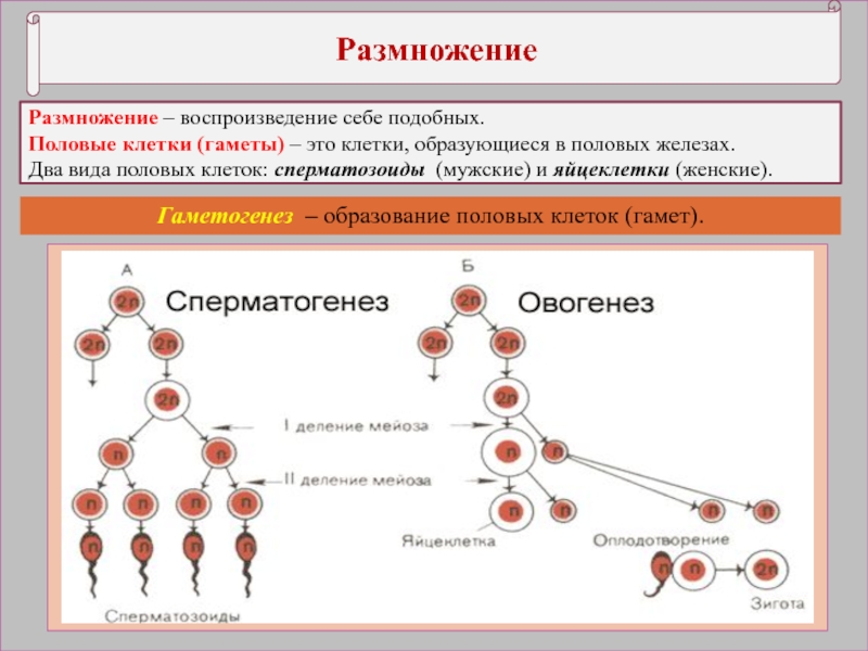 Половая система человека презентация 8 класс биология