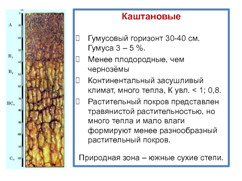 Каштановые почвы схема