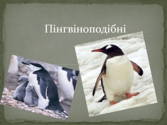 Пінгвіноподібні. Характеристика Пінгвіноподібних