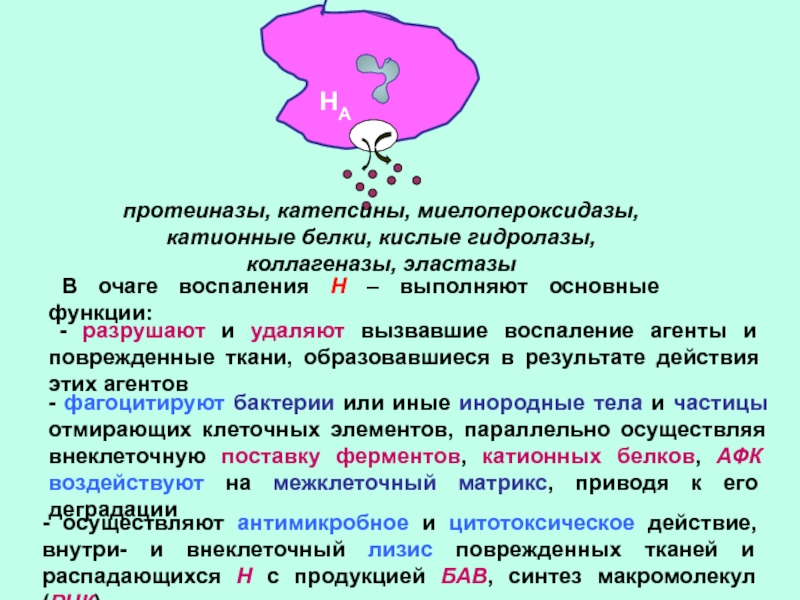 Катионные белки. Миелопероксидаза нейтрофилов. Функции тканевых протеиназ. Роль миелопероксидазы нейтрофилов в фагоцитозе. Механизм действия катионных белков.