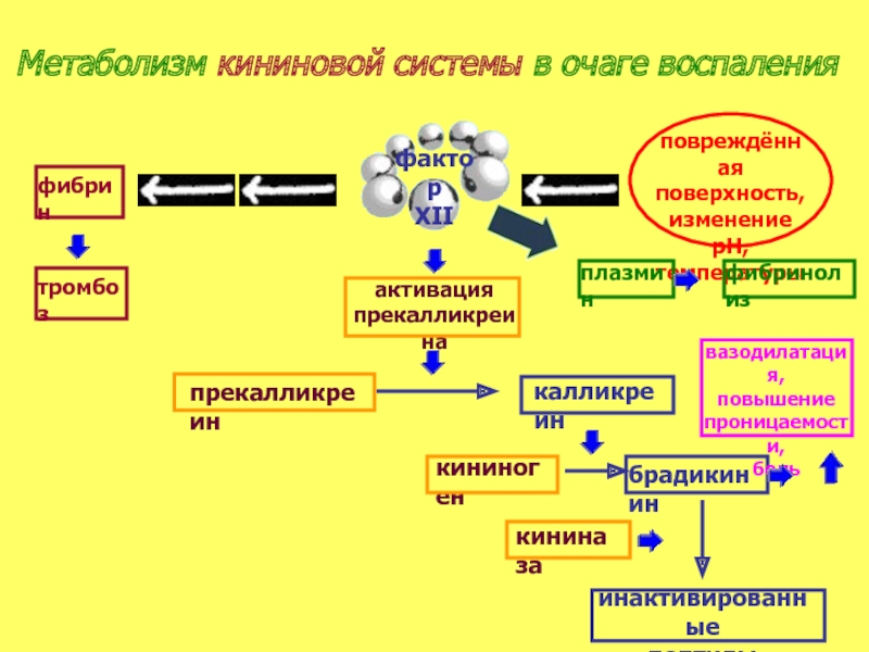 Система воспаления. Калликреин-кининовой системы. Калликреин-кининовая система биохимия. Калликреин кининовая система воспаление. Калликреин кининовая система активация.