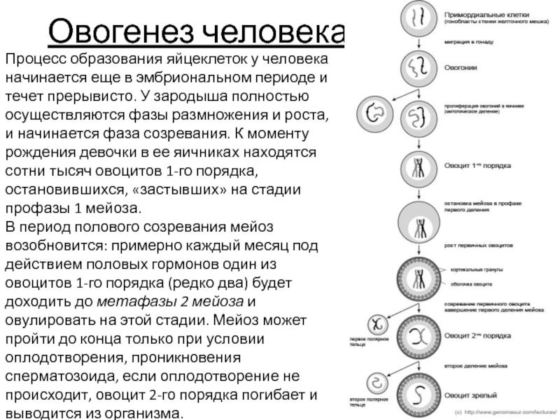 Время созревания спермиев у мужчин для оплодотворения. Характеристика овогенеза эмбриональный период. Процесс созревания яйцеклетки. Фазе созревания в овогенезе у человека. Фазы овогенеза в эмбриональный период.