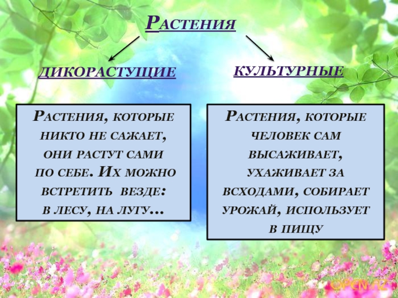 Дикорастущие растения и культурные растения презентация