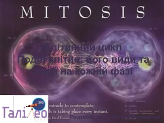 Клітинний цикл. Поділ клітин - його види та події на кожній фазі