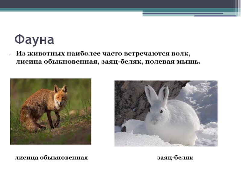 Заяц волк лиса это. Географический критерий зайца беляка. Классификация зайца беляка. Экологический критерий зайца беляка. Биохимический критерий зайца беляка.