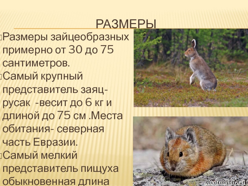 Общая характеристика грызунов. Отряд зайцеобразные (Lagomorpha).. Отряды млекопитающих зайцеобразные. Отряды млекопитающих Грызуны зайцеобразные. Характерные черты отряда зайцеобразные.