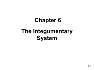 The integumentary system