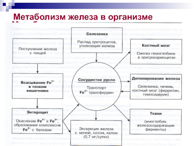 Схема метаболизма железа в организме