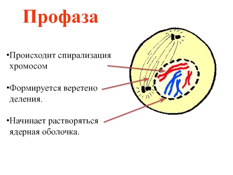 Профаза 2 рисунок с подписями