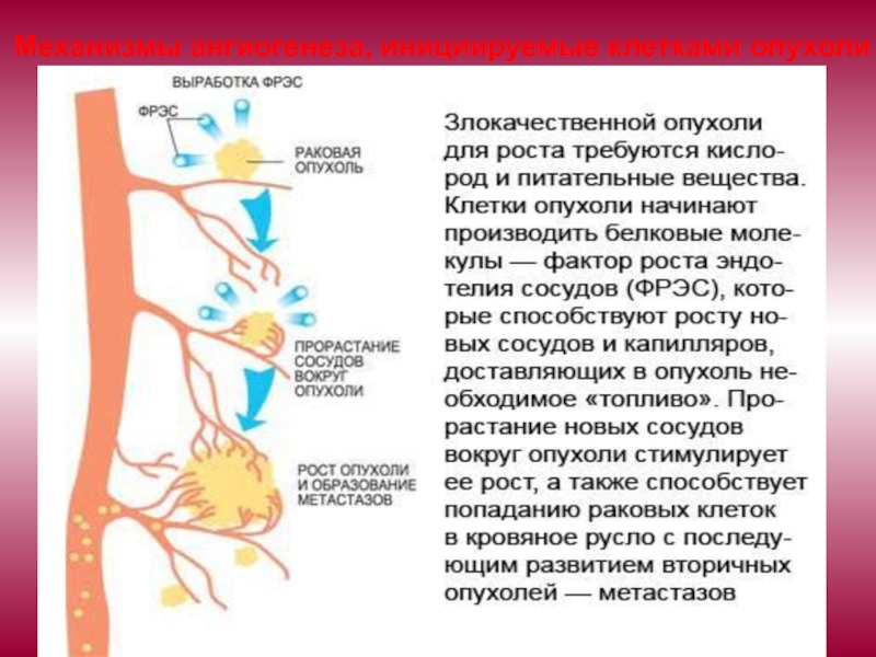 Реферат: Нормальный ангиогенез сосудов почки