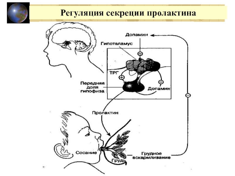 Схема регуляции лактации