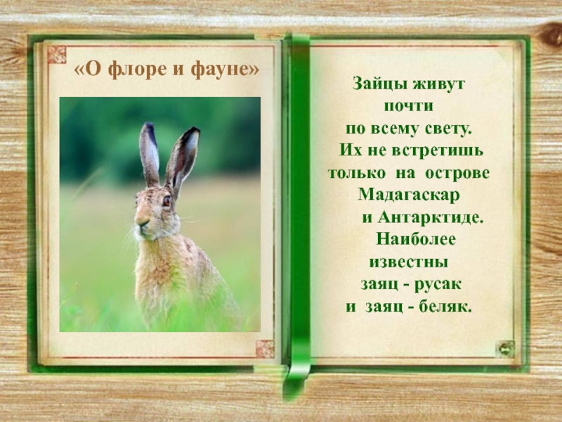 Заяц живет. Сколько лет живут зайцы. Самый известный русский заяц. Жили были зайцы. Заяц жил на островке вода в реке