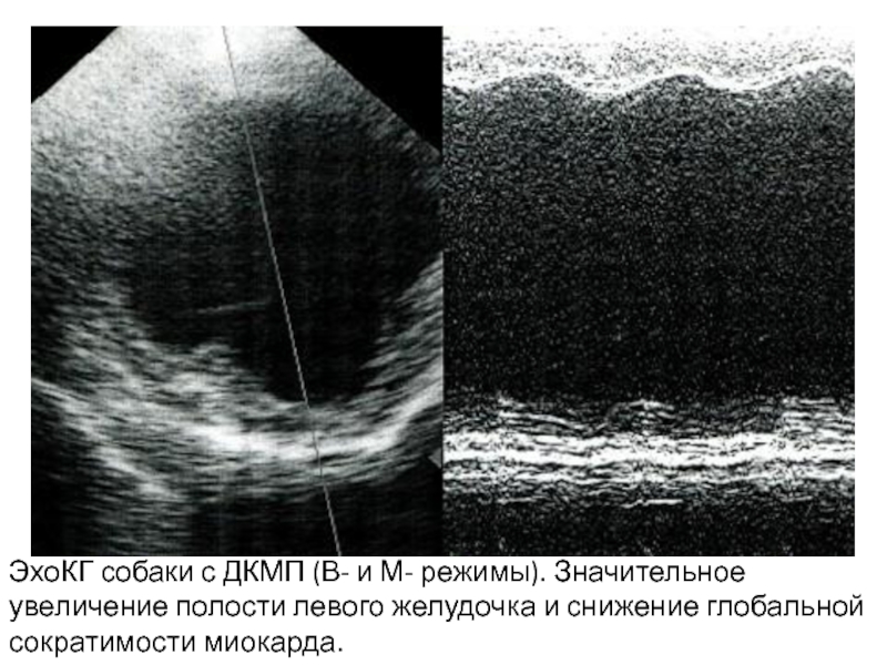 Увеличена полость. Нормы ЭХОКГ У собак.