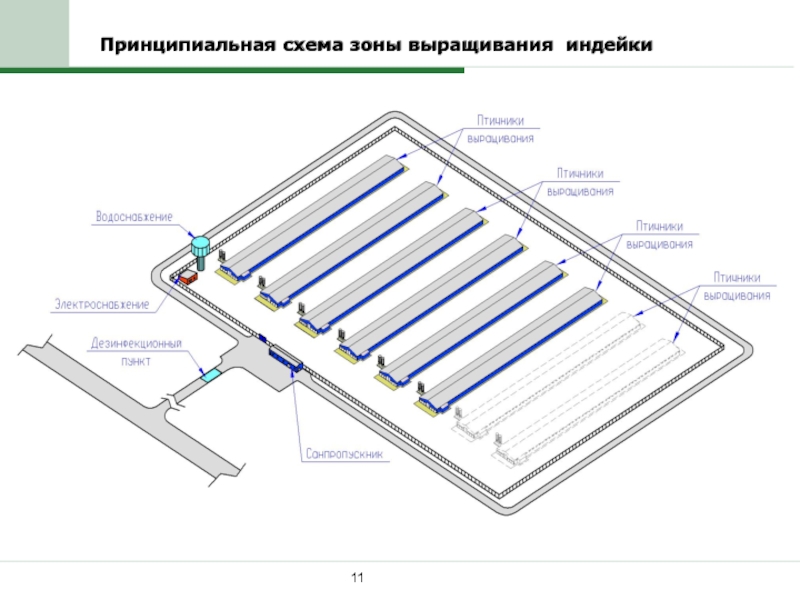 Бизнес план по выращиванию индейки