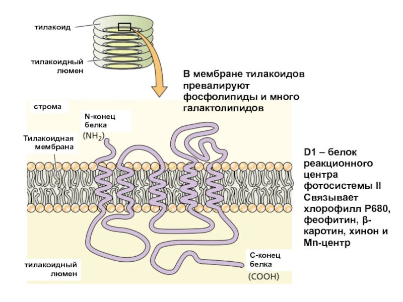 Мембрана тилакоида. Тилакоидная мембрана. Белки мембран тилакоида. Тилакоиды мембраны. Белковые компоненты тилакоидной мембраны.