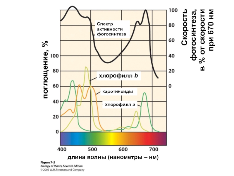 Хлорофилл и каротиноиды. Длина волны хлорофилла. При какой длине волны поглощает хлорофилл. Активность по спектру. Каротиноиды эмиссия длина волны.