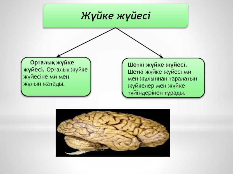 Орталық жүйке жүйесі презентация