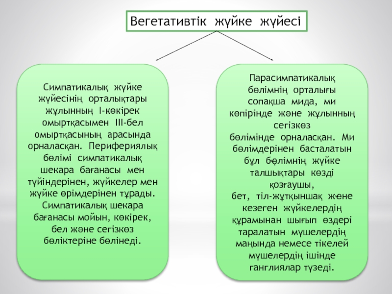 Жүйке жүйесінің физиологиясы презентация