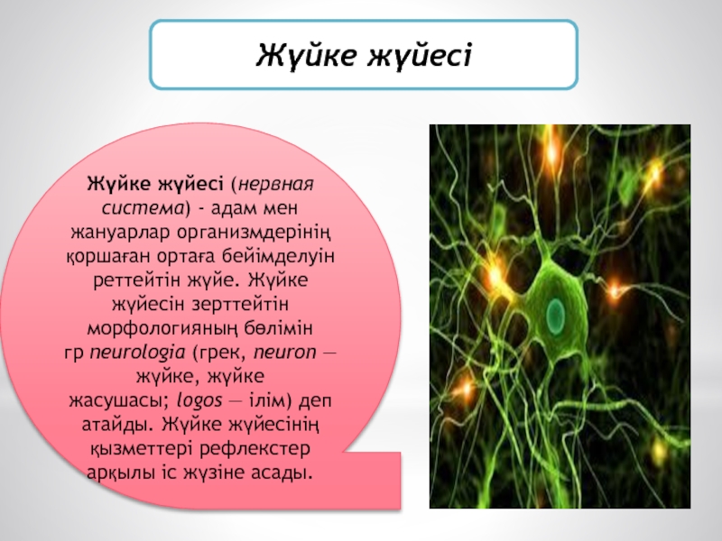 Орталық жүйке жүйесі презентация