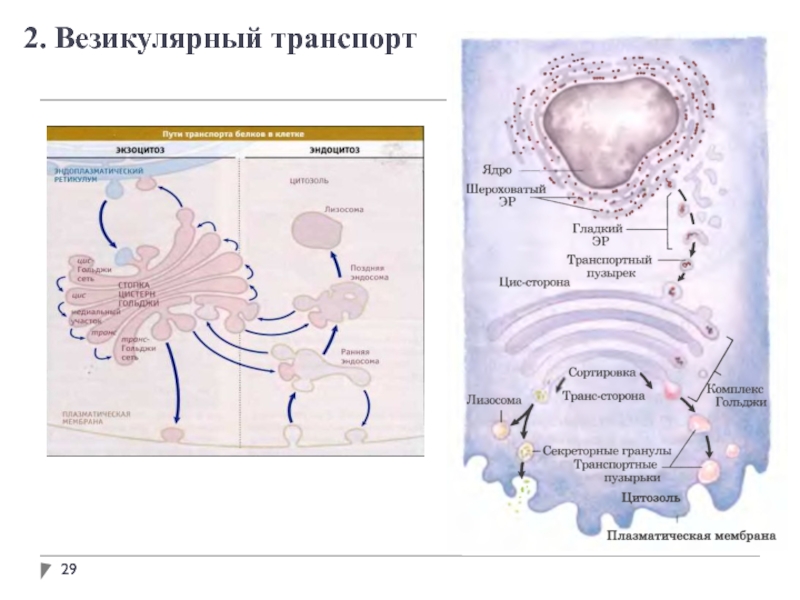 Белковый транспорт. Везикулярный транспорт. Везикулярный транспорт клетки. Везикулярный транспорт белков.