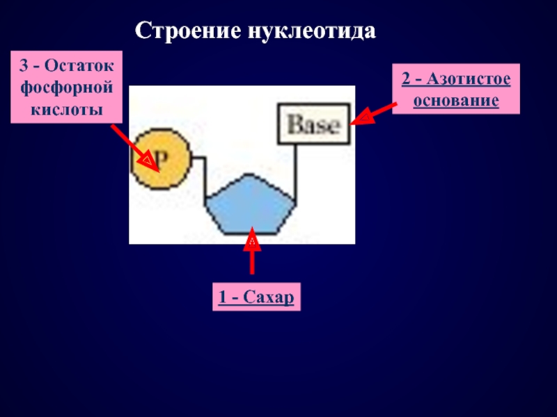 Остаток фосфорной кислоты нуклеотида днк. Строение нуклеотида остаток фосфорной кислоты. Остаток фосфорной кислоты в нуклеотидах. Строение нуклеотида азотистое основание. Трактура нуклеотида остаток фосфорной кислоты.