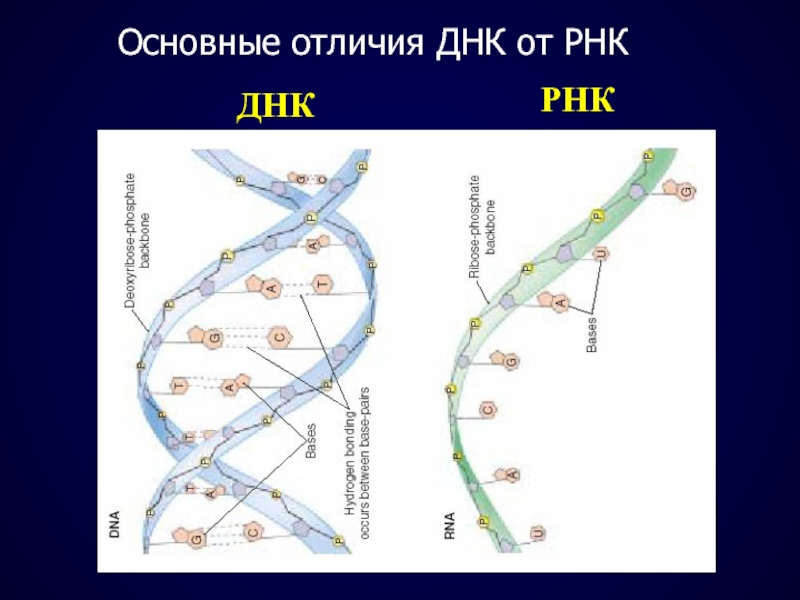 Сходства рнк. Отличие ДНК от РНК строение. Отличие молекулы ДНК от РНК. Основные отличныэия ИРНК от дн. Основные отличия ДНК И РНК.