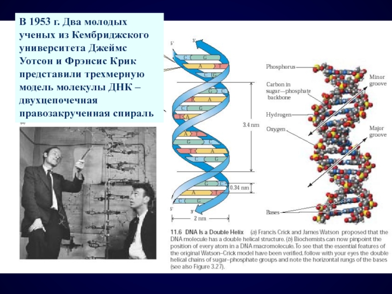 Открытые структуры днк. Структура ДНК 1953. Дж. Уотсон и ф. крик открыли структуру ДНК В 1953г.. Модель ДНК Уотсона и крика.